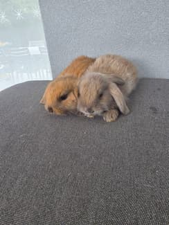 8 mini lop Rabbits with complete set up | Rabbits | Gumtree Australia ...