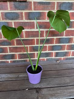large faux plants indoor Shady Lady Faux Tree