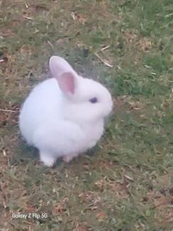 Rabbits for sale theyre 6-7 weeks old | Rabbits | Gumtree Australia ...