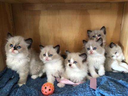 Cuban Ragdolls Purebred Ragdoll