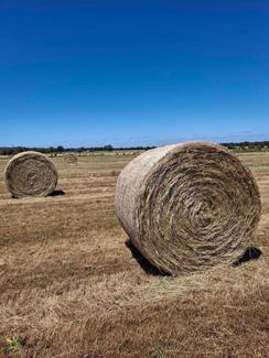 100x ft rye hay rolls