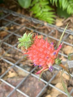 pineapple plants in Queensland | Plants | Gumtree Australia Local  Classifieds