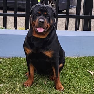 Rottweiler (Deposit Taken)