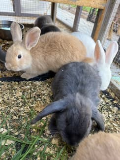 Mini lop cross bunnies | Rabbits | Gumtree Australia Mallala Area - Two ...