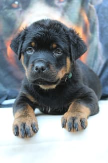 Rottweiler Puppy Bobtails