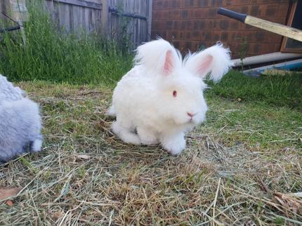 Beautiful Angora Rabbit Loving Home Needed ($100 Rehoming Fee ...