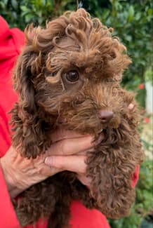 Mini Puddle Roux Mini poodle puppies | Dogs & Puppies | Gumtree Australia Mitchell Area ...