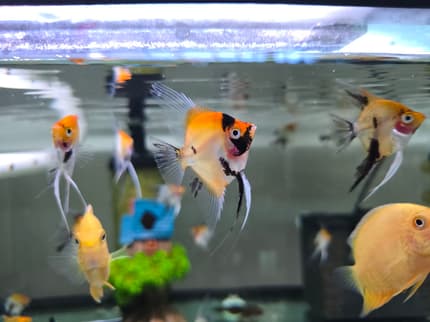 Red Devil Angelfish | Fish | Gumtree Australia Canterbury Area ...