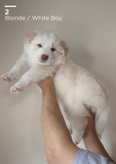 Samoyed Types Border Collie x Samoyed/Border Collie puppies | Dogs & Puppies ...
