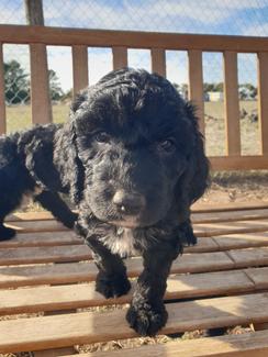 Springer Spoodle English Springer Spaniel X Poodle (Spoodle) Puppies MANDURAH | Dogs ...