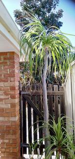 ponytail palm in Perth Region, WA | Plants | Gumtree Australia Local  Classifieds