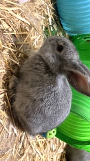 American mini loop baby rabbits | Rabbits | Gumtree Australia Central ...