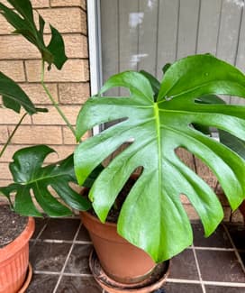 pothos snow queen Epipremnum SNOW Queen main image 0