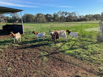 Boar goats