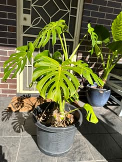 monstera plant in Sydney Region, NSW | Plants | Gumtree Australia Local  Classifieds