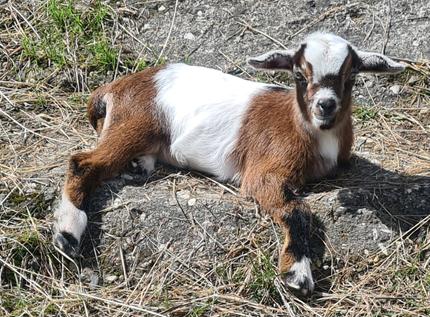 Vic 20 Computer Storage Minature Goat Babies for sale | Livestock | Gumtree Australia Yarra ...