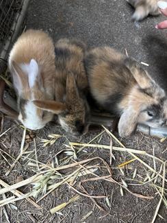 Baby rabbits for sale | Rabbits | Gumtree Australia Brimbank Area ...