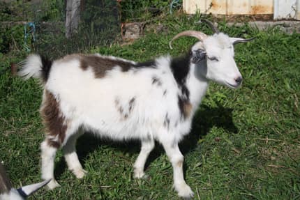 Kin Goat Miniature Goats | Livestock | Gumtree Australia Noosa Area - Kin Kin ...
