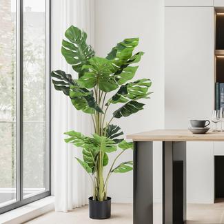 buy split leaf philodendron online Philodendron Skeleton Key Split Leaf, Exotic Large Plant