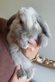 Minlock Rabbit Mini lop rabbit bunny plus hutch