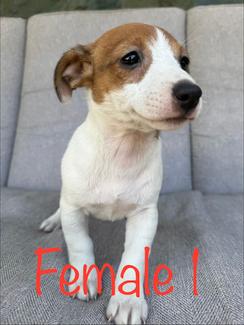 Jack Russell Puppies | Dogs & Puppies | Gumtree Australia Merri-Bek ...