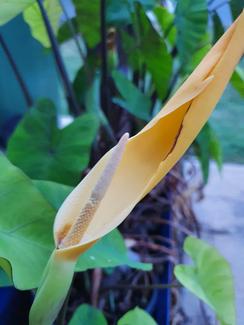 brasil.philodendron Philodendron Hederaceum 'Brasil' main image 1
