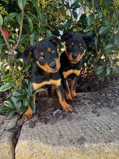Carlsal Rottweilers Rottweilers