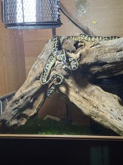 children’s pythons for sale - hawkesbury reptiles... 12 month old python and cage | Reptiles & Amphibians | Gumtree ...