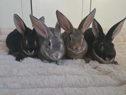 Standard Rex Rabbit | Rabbits | Gumtree Australia Ballarat City ...