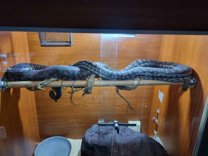 Murray, the Murray Darling Python | Reptiles & Amphibians | Gumtree ...