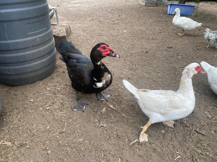 Muscoby Drake Muscovy Drakes | Livestock | Gumtree Australia Upper Hunter - Scone ...