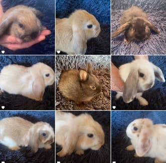 Bunny Rabbit Zoo - OPEN - EVERY COLOUR. READ AD | Rabbits | Gumtree ...
