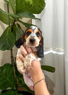 Beautiful Cocker Spaniel x Beagle (speagles) puppies for sale