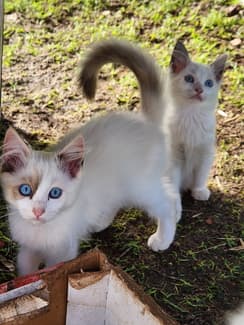 6x Ragdoll 6 purebred ragdolls and 1 ragdoll cross | Cats & Kittens | Gumtree ...