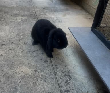 Free Rabbit for Good home | Rabbits | Gumtree Australia Armadale Area ...