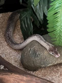 Adult Male Marble Childrens Python | Reptiles & Amphibians | Gumtree ...