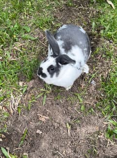 Free Rabbit to a good home | Rabbits | Gumtree Australia Tweed Heads ...