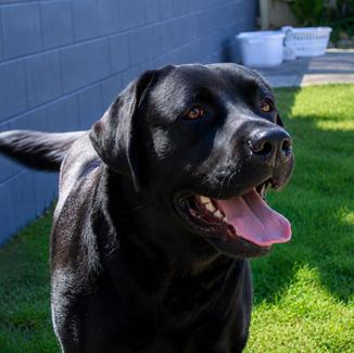 Pedigree Labrador Retriever female | Dogs & Puppies | Gumtree Australia ...