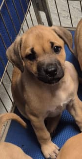 Staffy x Rhodesian Ridgeback Pup