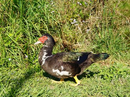 Muscoby Drake Muscovy drake