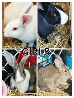 Dutch X Rex Rabbit Male and Female Dutch X Rabbits | Rabbits | Gumtree Australia Sorell ...
