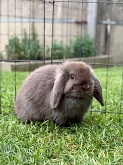 Lop Rabbit All Purebred Mini Lop Rabbits | Rabbits | Gumtree Australia Moyne Area ...