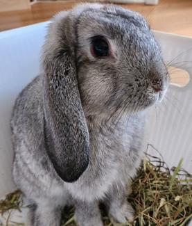 Male Rabbit for free.