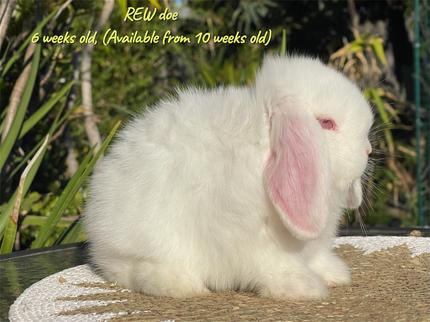 Lop Rabbit All Mini Lop Rabbits - purebred | Rabbits | Gumtree Australia Wyndham Area ...