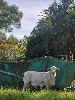 Australian White Flock Rams | Livestock | Gumtree Australia Camden Area ...