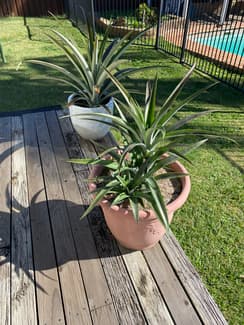 pineapple plants in Sydney Region, NSW | Plants | Gumtree Australia Local  Classifieds