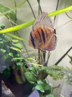 2x Discus Heckel and Albino(mango/yellow) | Fish | Gumtree Australia ...
