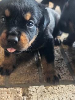 Pure Rotti Pups | Dogs & Puppies | Gumtree Australia Logan Area ...