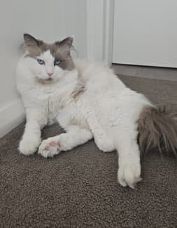 Pure bred Blue Bicolour Ragdoll