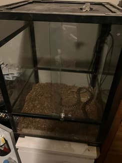 4yr old spotted python & enclosure